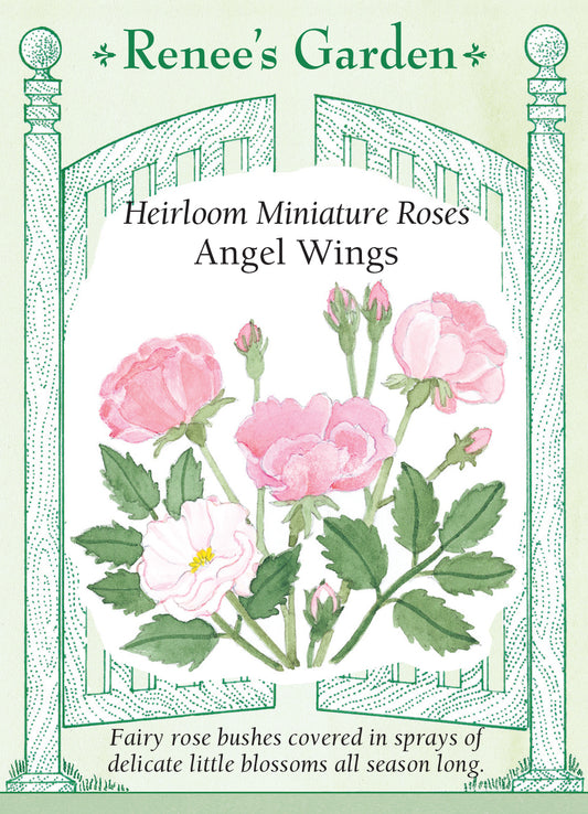 Miniature Rose Angel Wings