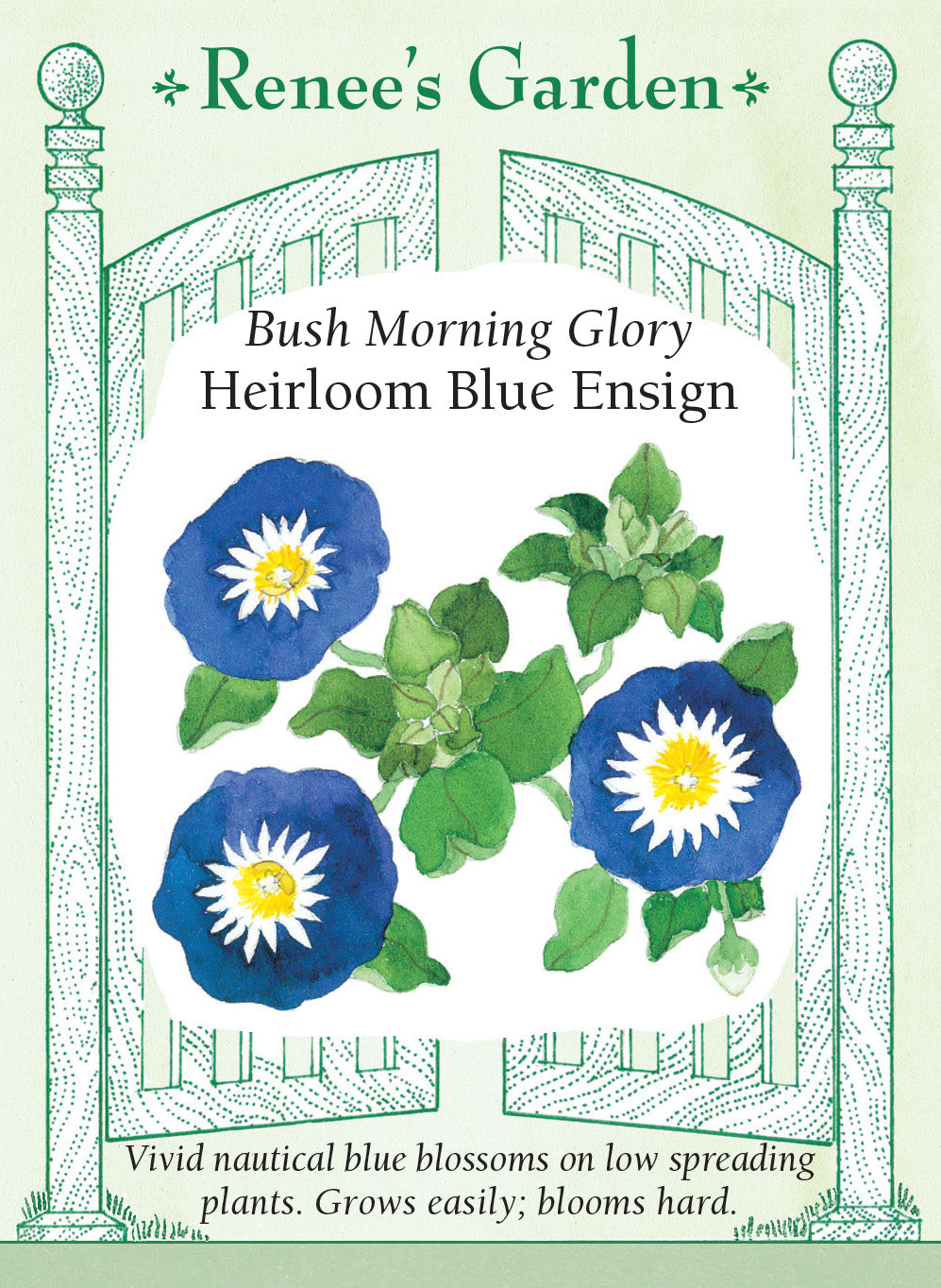Morning Glory Blue Ensign