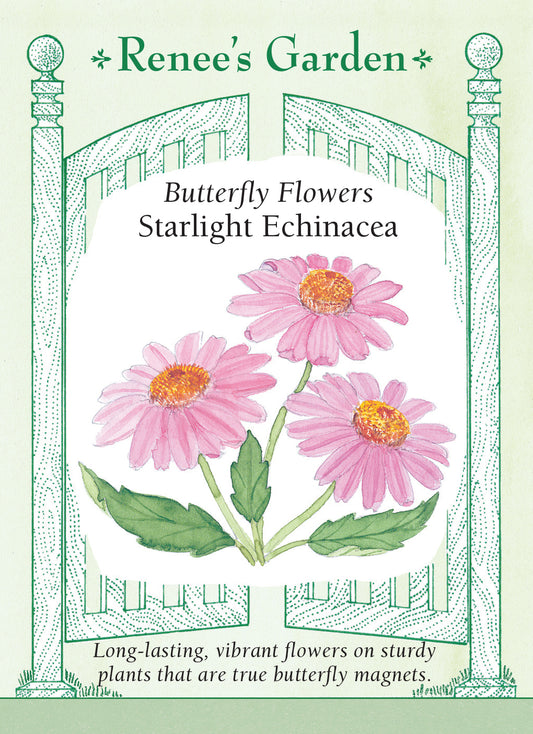 Echinacea Starlight