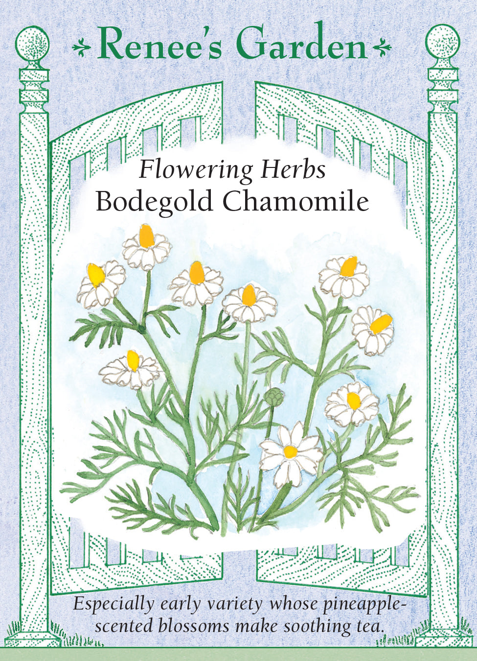 Chamomile German