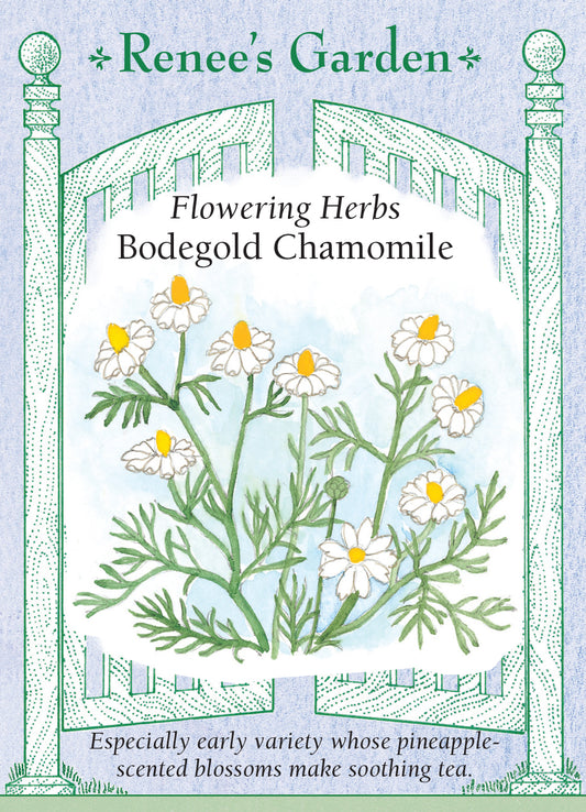 Chamomile German