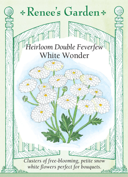 Feverfew White Wonder Double