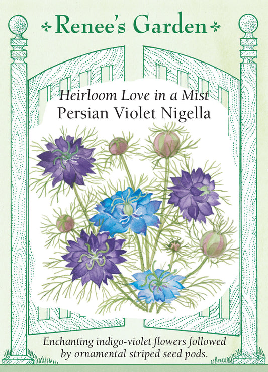 Nigela Persian Violet