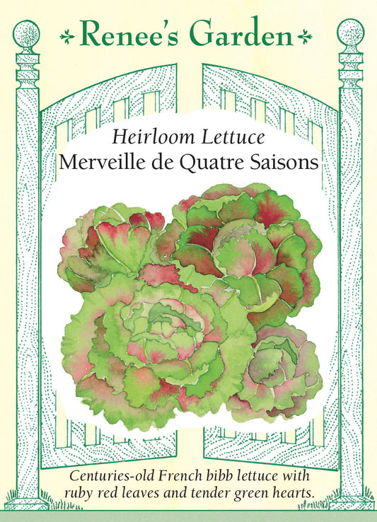 Lettuce Merveille De Four Saisons