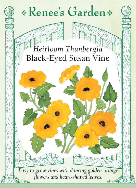Thunbergia (Black Eyed Susan Vine)