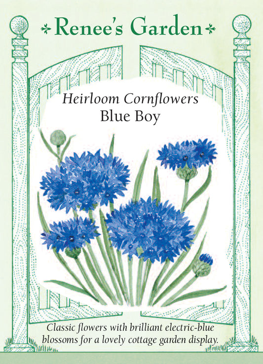 Cornflower Blue Boy