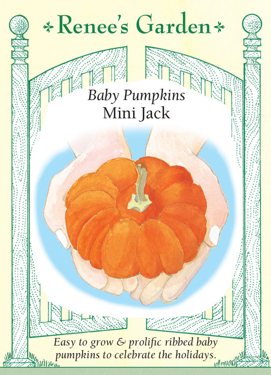 Pumpkin  Mini Jack