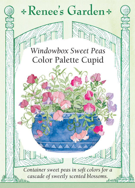 Sweet Pea Color Palette Cupid Windowbox