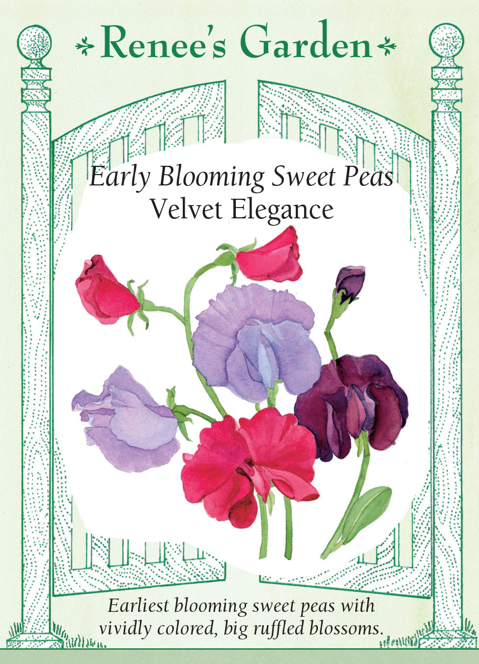 Sweet Pea Velvet Elegance