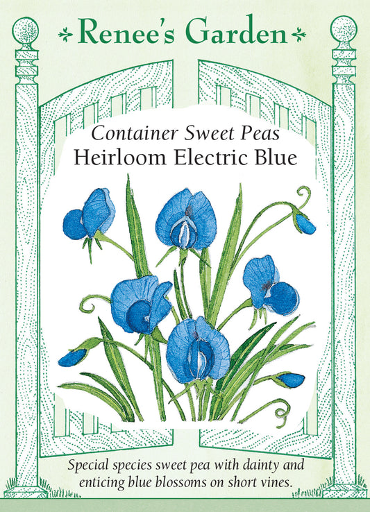Sweet Pea Electric Blue