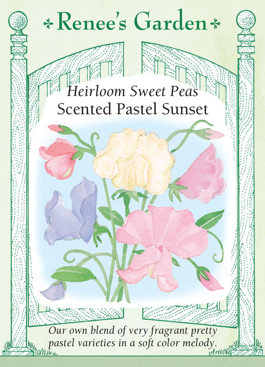 Sweet Pea Pastel Sunset