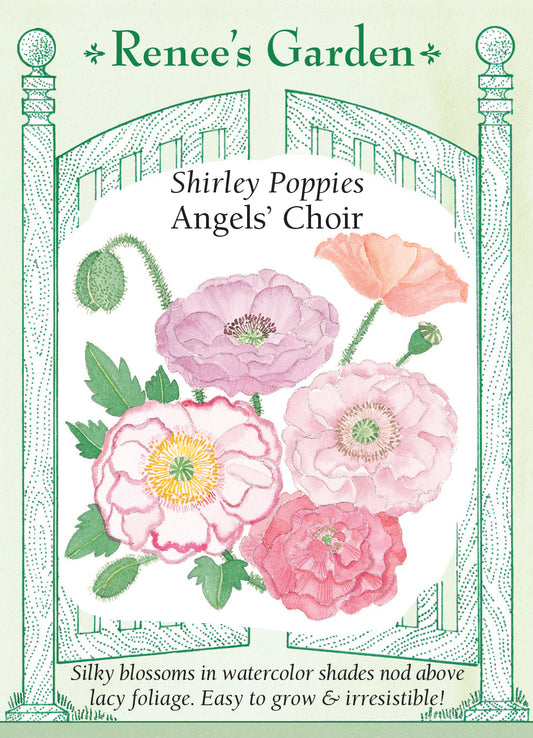 Poppy  Shirley Angel's Choir