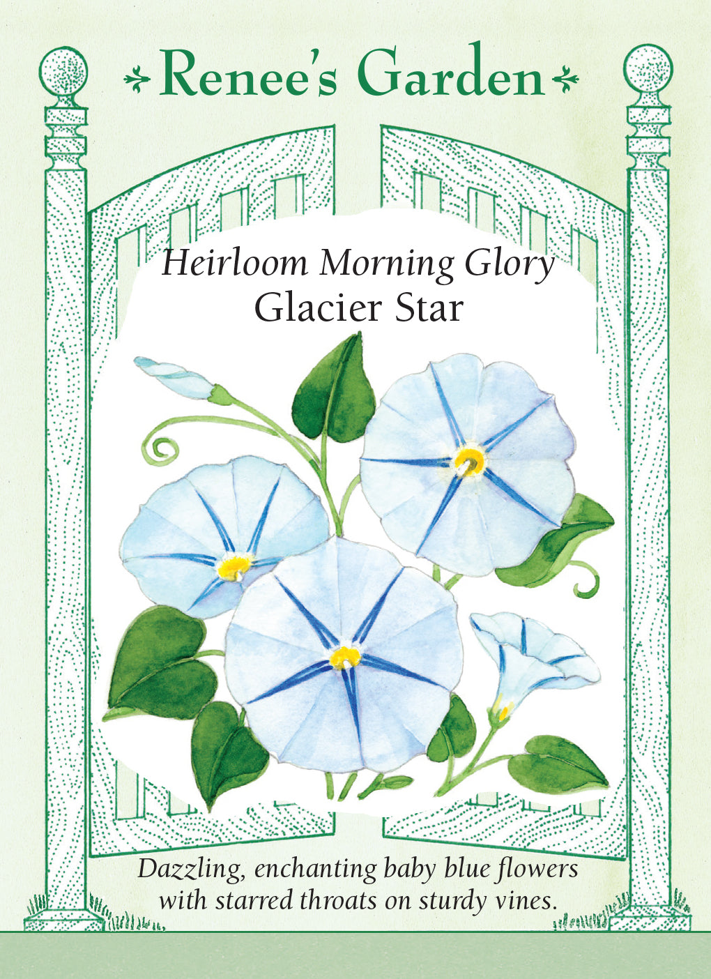 Morning Glory Glacier Star