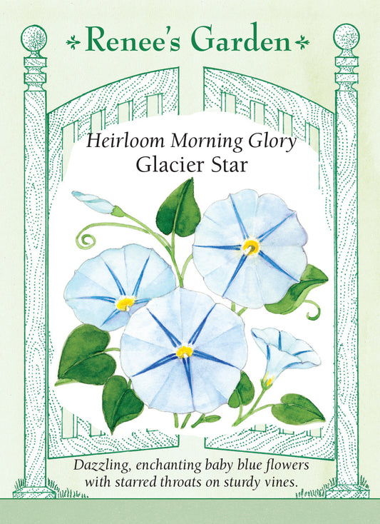 Morning Glory Glacier Star