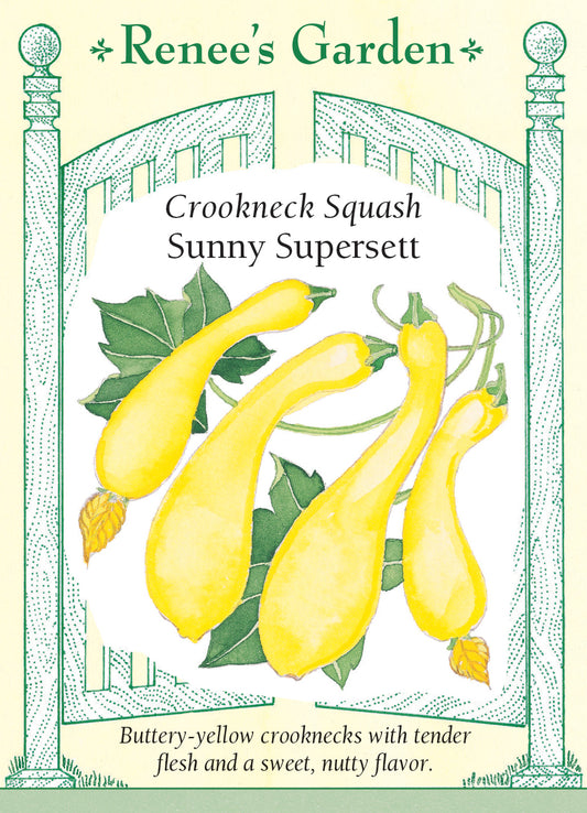 Squash Summer Sunny Supersett