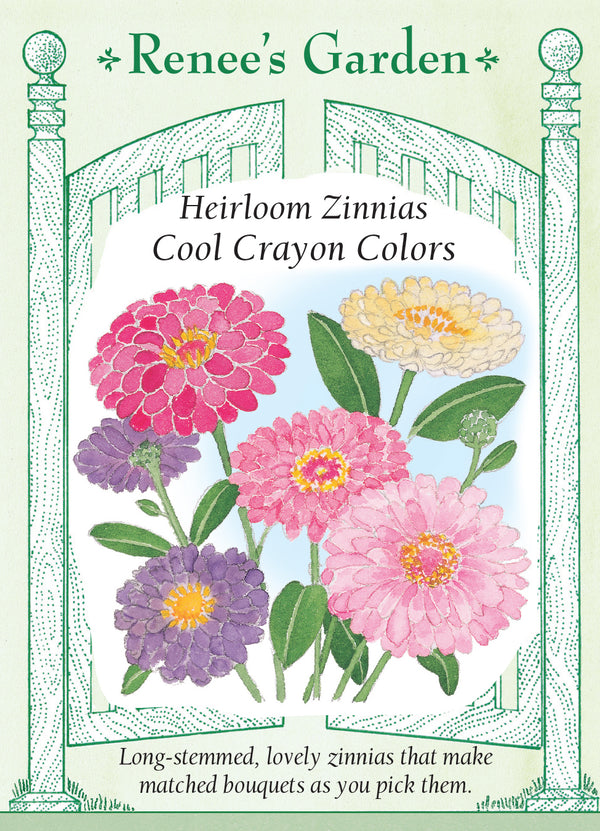 Zinnia Cool Crayon Colors