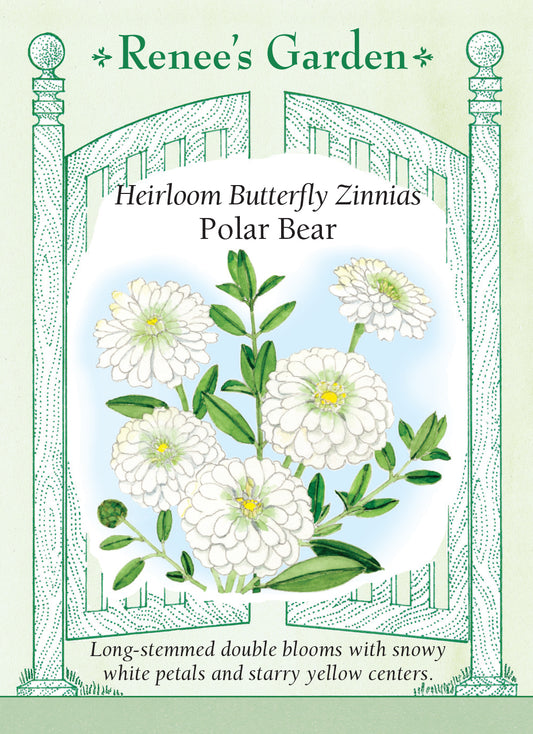 Zinnia  Polar Bear