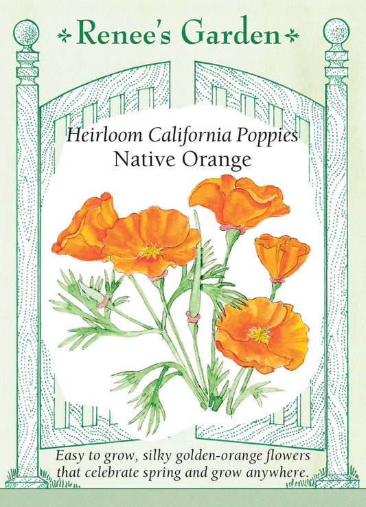 Poppy California Native Orange
