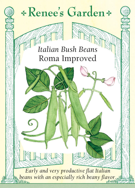 Bean Bush Roma Improved