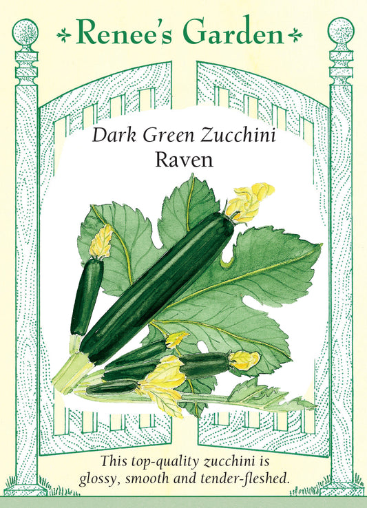 Squash Summer  Zucchini Twilight
