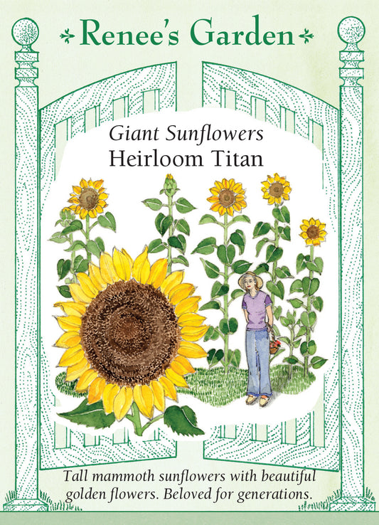 Sunflower  Titan Giant