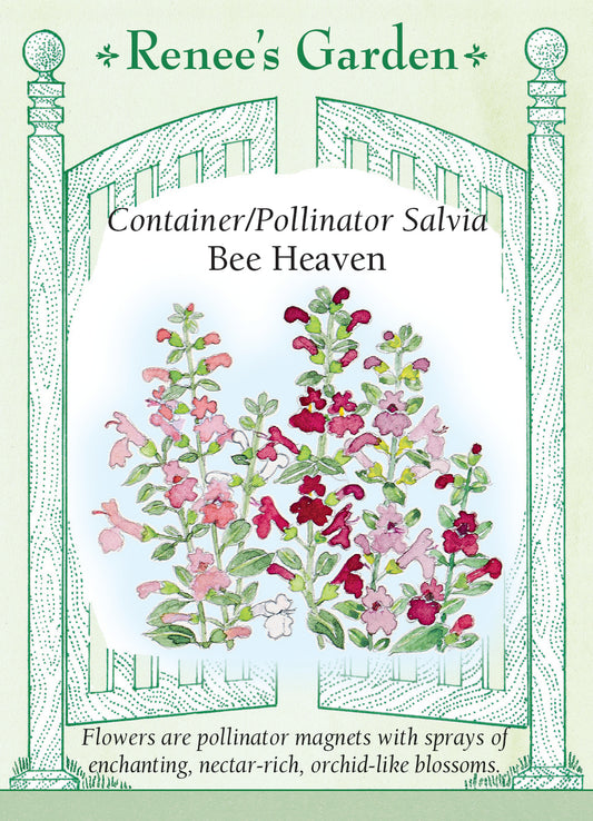 Salvia Bee Heaven