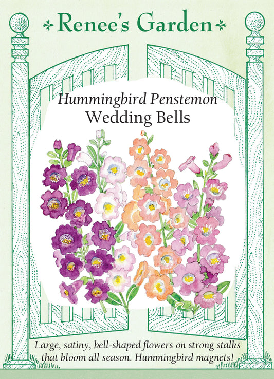 Penstemon Wedding Bells