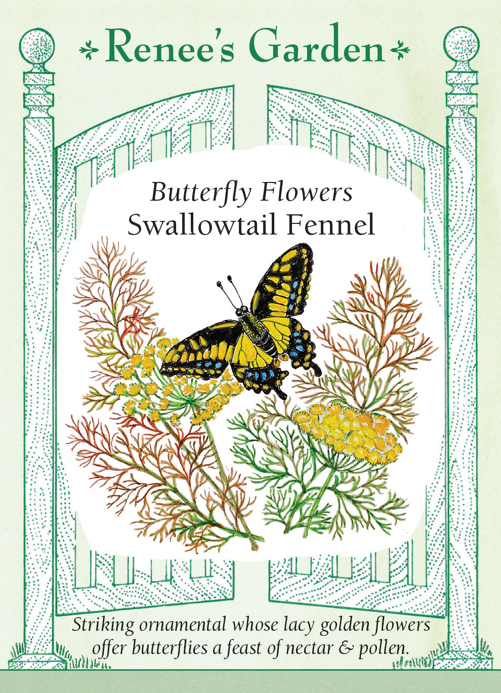 Fennel Swallowtail