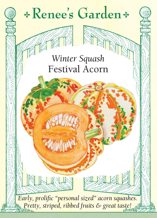 Squash Winter Festival Acorn