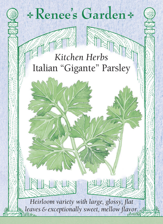 Parsley Italian "Gigante"