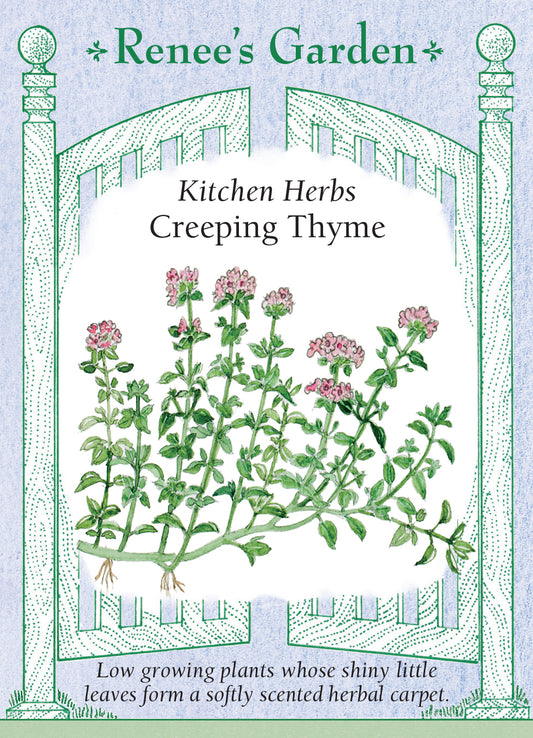 Thyme Creeping