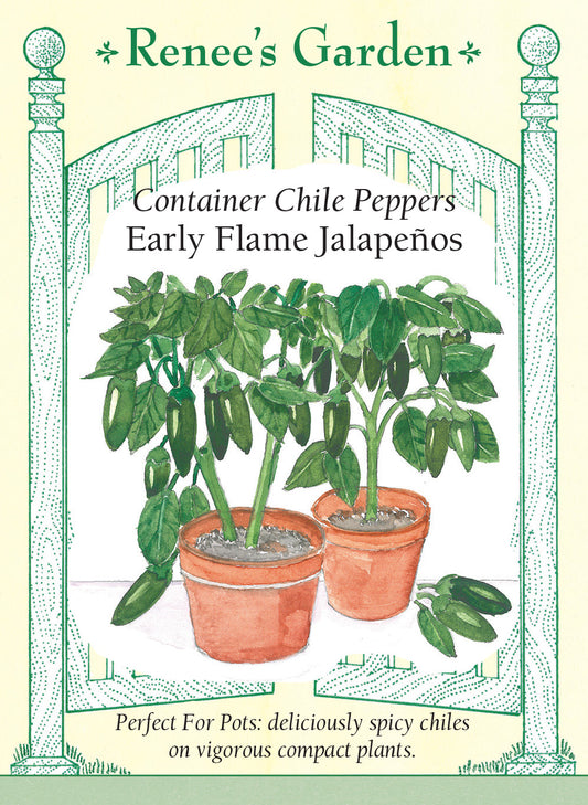 Pepper Chile Jalapeno Early Flame Container
