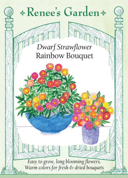 Strawflower Rainbow Bouquet