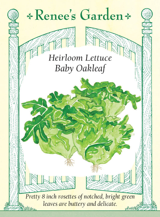 Lettuce Baby Oakleaf