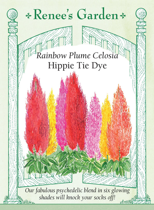 Celosia Hippie Tie Dye Mix