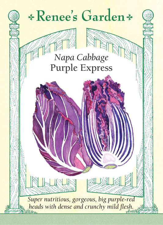 Cabbage Napa Purple Express