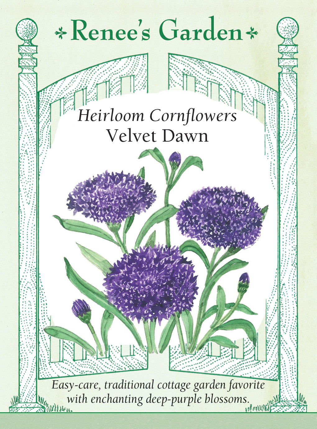 Cornflower Velvet Dawn