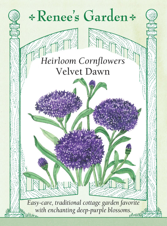 Cornflower Velvet Dawn