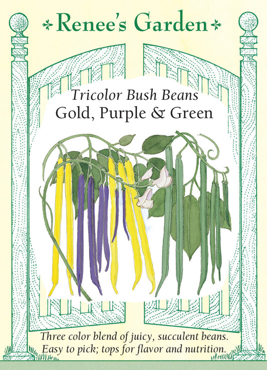 Bean Bush tricolor