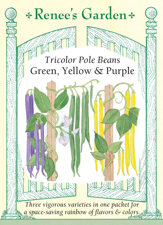 Bean Pole Tricolor