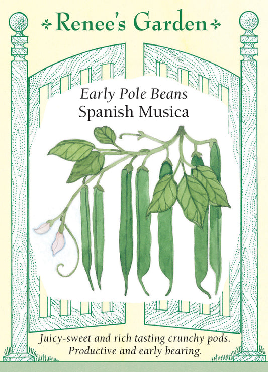 Bean Pole Spanish Musica