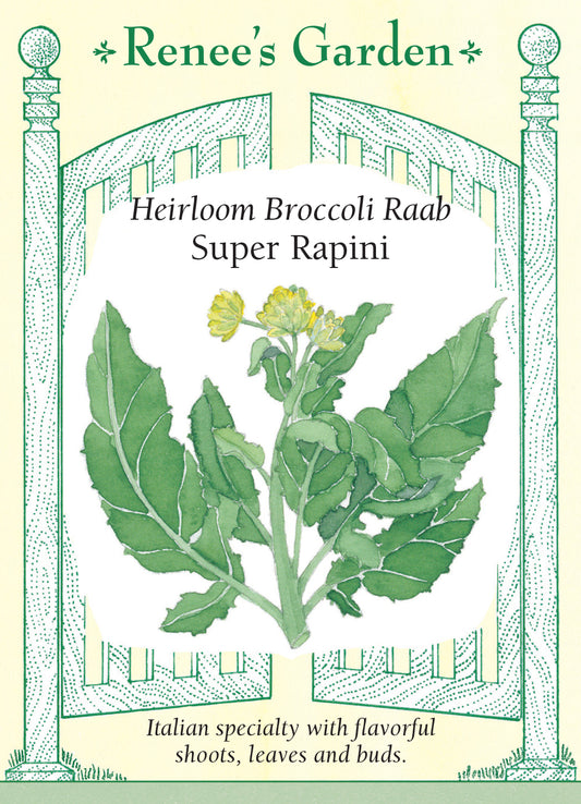 Broccoli Raab Super Rapini