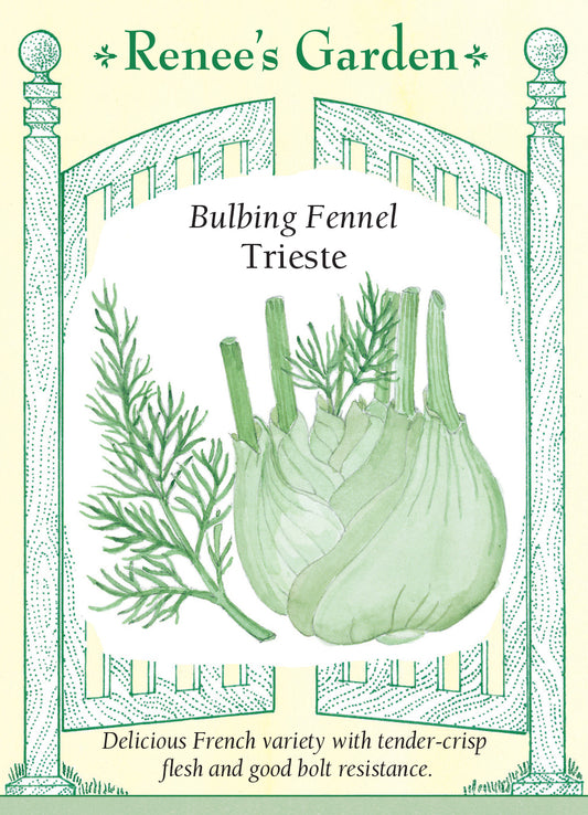 Fennel Solaris Bulb