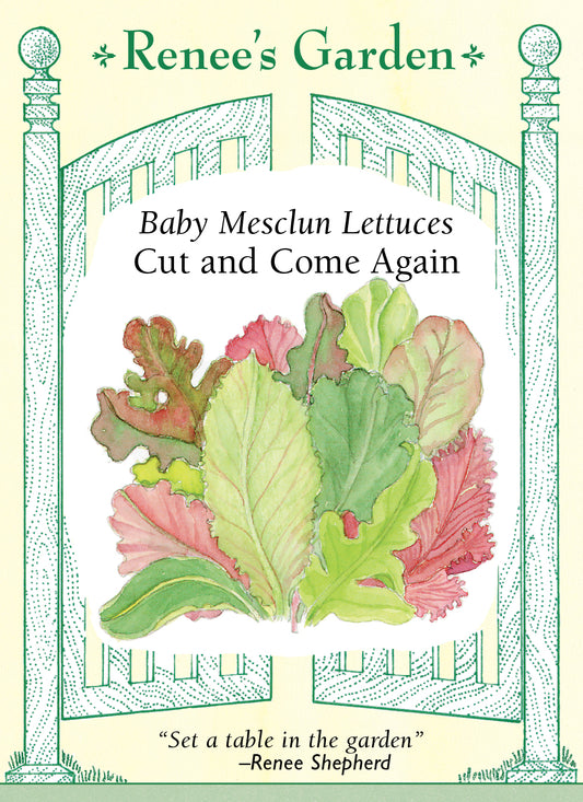 Lettuce Cut & Again Baby Mesclun
