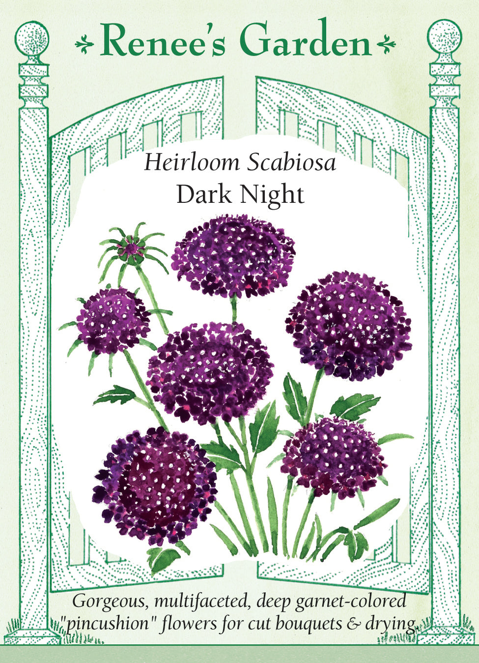 Scabiosa Dark Night