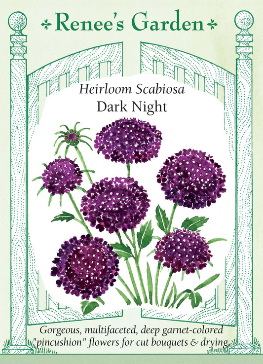 Scabiosa Dark Night