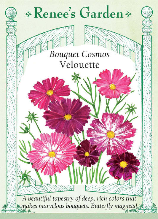 Cosmos Velouette