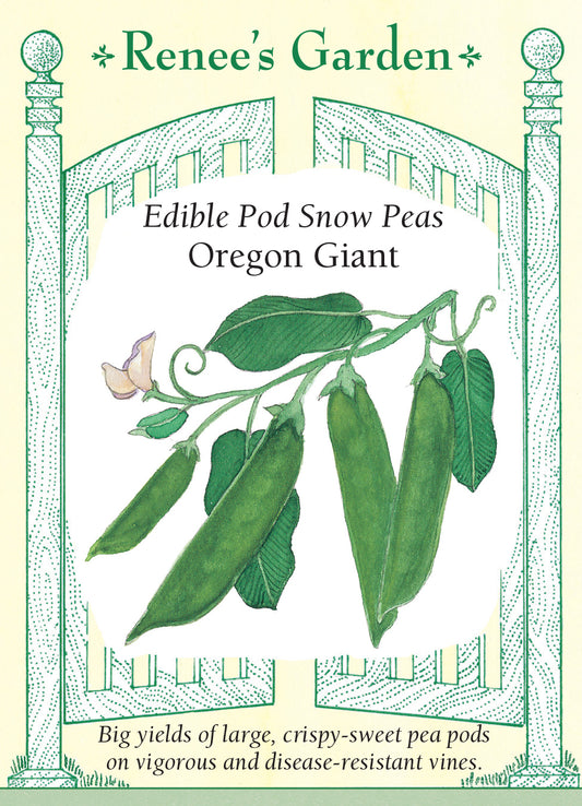 Pea Snow Oregon Giant