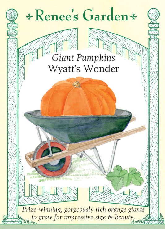 Pumpkin Wyatt's Wonder Giant