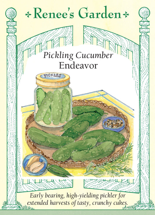 Cucumber Endeavor Pickling